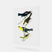 Audubon Birds - Starling Oriole Troopial Acryl Bord (Hoek)