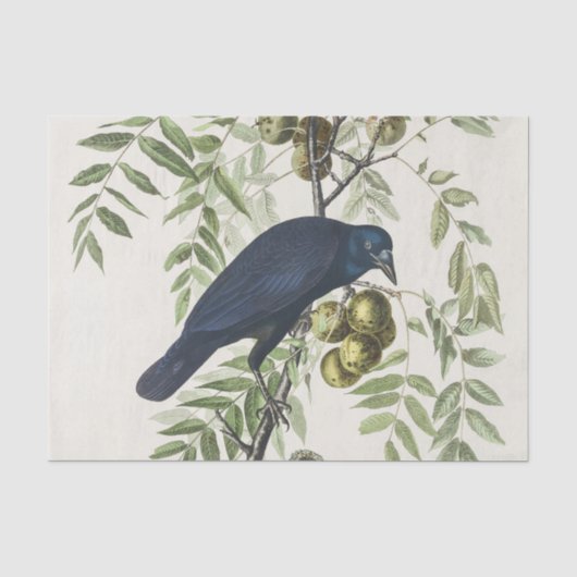 Audubon Black Crow Amerikaanse vogel illustratie Tissuepapier (Voorkant)