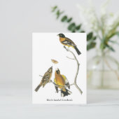 Audubon Black Grosbeak Briefkaart (Staand voorkant)