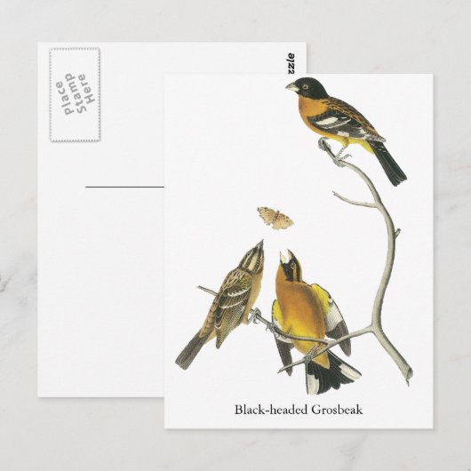 Audubon Black Grosbeak Briefkaart (Voorkant / Achterkant)