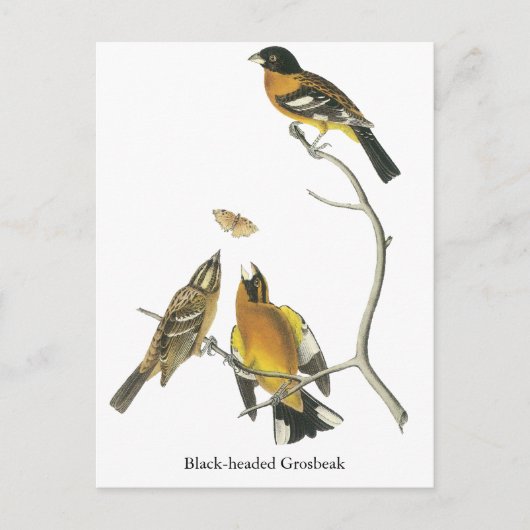 Audubon Black Grosbeak Briefkaart (Voorkant)