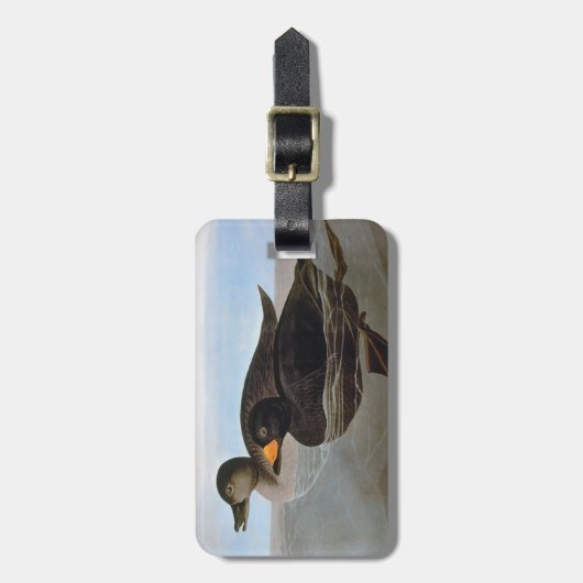 Audubon: Black Scoter Bagagelabel (Voorkant verticaal)