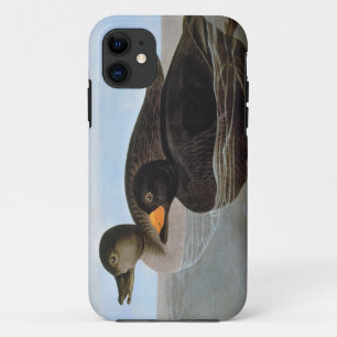 Audubon: Black Scoter Case-Mate iPhone Case