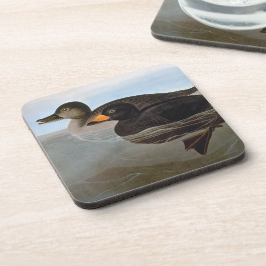 Audubon: Black Scoter Onderzetter (Linkerzijde)