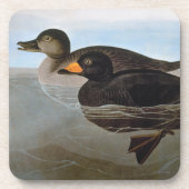 Audubon: Black Scoter Onderzetter (Voorkant)