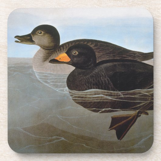 Audubon: Black Scoter Onderzetter (Voorkant)