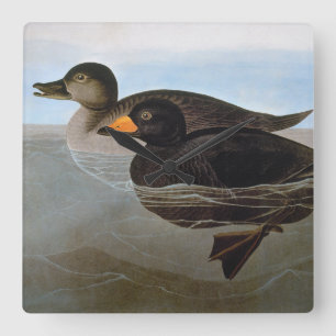 Audubon: Black Scoter Vierkante Klok