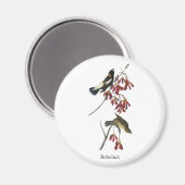 Audubon Bobolink Magneet (Voorkant / Achterkant)