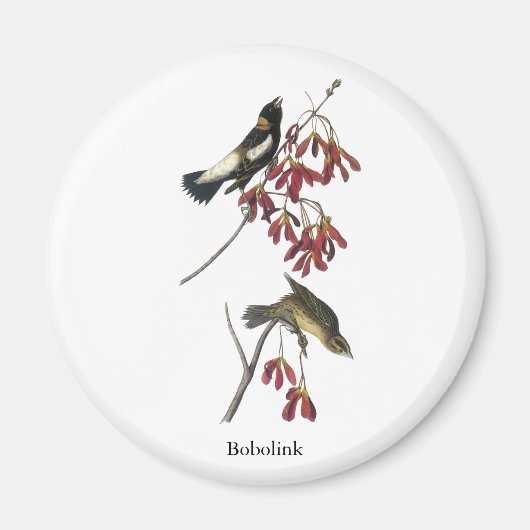 Audubon Bobolink Magneet (Voorkant)