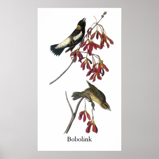 Audubon Bobolink Poster (Voorkant)