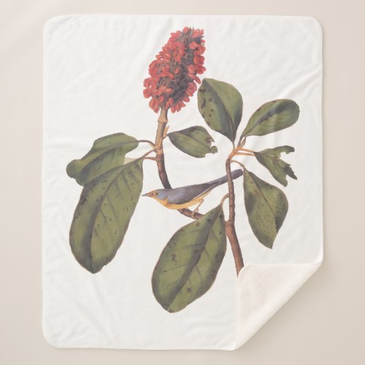 Audubon Bonaparte Flycatcher Bird Sherpa Deken (Voorkant)