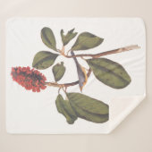 Audubon Bonaparte Flycatcher Bird Sherpa Deken (Voorkant (horizontaal))