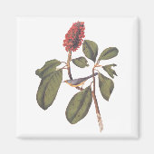 Audubon Bonaparte Flycatcher Songbird en Magnolia Magneet (Voorkant)