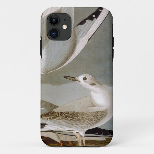Audubon: Bonaparte s Gull Case-Mate iPhone Case (Achterkant)