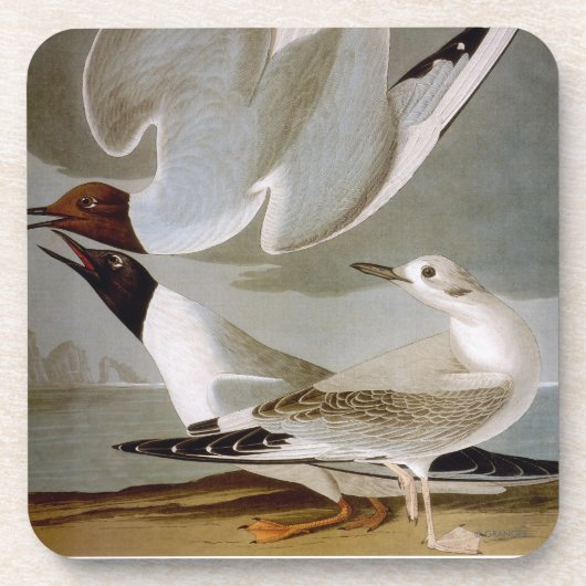 Audubon: Bonaparte s Gull Drankjes Onderzetter (Voorkant)