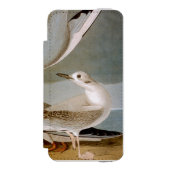 Audubon: Bonaparte s Gull Incipio iPhone Portemonnee Hoesje (Voorkant Agenda)