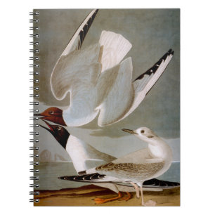 Audubon: Bonaparte s Gull Notitieboek