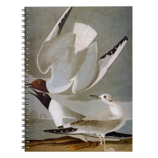 Audubon: Bonaparte s Gull Notitieboek (Voorkant)