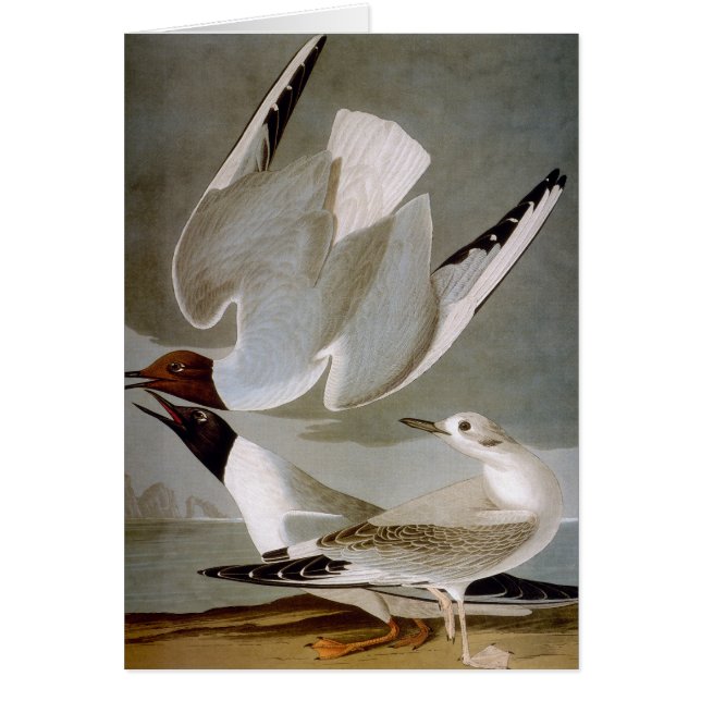 Audubon: Bonaparte's Gull (Voorkant)