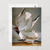 Audubon: Bonaparte's Gull Briefkaart (Voorkant / Achterkant)