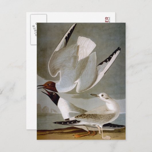 Audubon: Bonaparte's Gull Briefkaart (Voorkant / Achterkant)