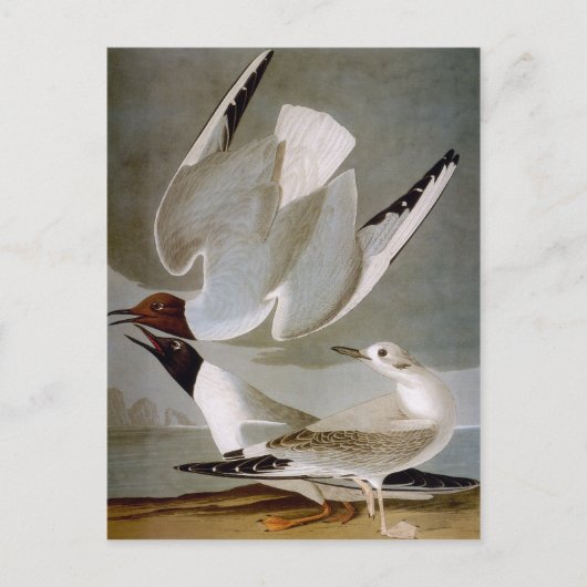 Audubon: Bonaparte's Gull Briefkaart (Voorkant)