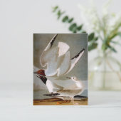 Audubon: Bonaparte's Gull Briefkaart (Staand voorkant)