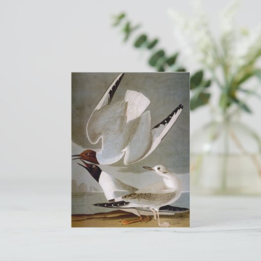 Audubon: Bonaparte's Gull Briefkaart (Staand voorkant)