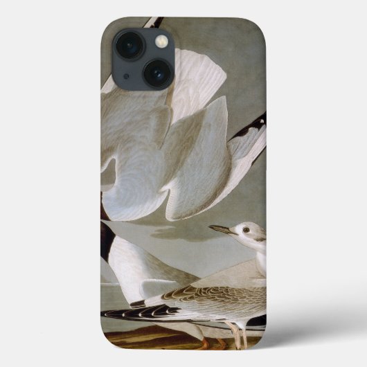 Audubon: Bonaparte's Gull Case-Mate iPhone Case (Achterkant)
