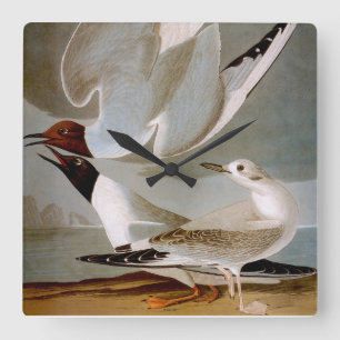 Audubon: Bonaparte's Gull Vierkante Klok