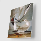 Audubon: Bonaparte's Gull Vierkante Klok (Hoek)