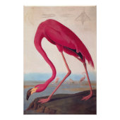  Audubon Bookplate American Flamingo Poster (Voorkant)
