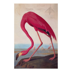  Audubon Bookplate American Flamingo Poster