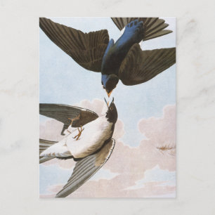 Audubon: boomschotel briefkaart