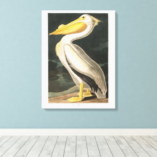 Audubon Bord 311 Amerikaanse witte pelikaan Canvas Afdruk (Insitu (Houten vloer))