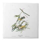 Audubon Bord 3 Prothonotary Warbler Tegeltje (Voorkant)