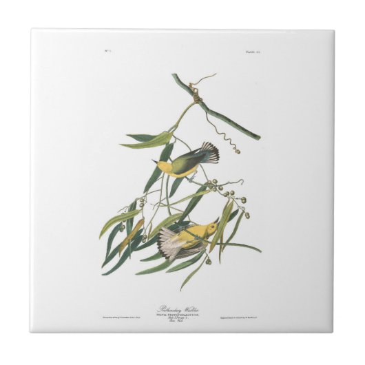 Audubon Bord 3 Prothonotary Warbler Tegeltje (Voorkant)