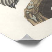 Audubon Brown Pelican Poster Art (Hoek)