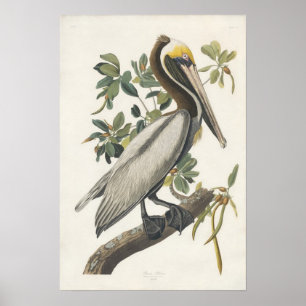 Audubon Brown Pelican Poster Art