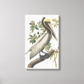 Audubon Bruin Pelikaan Kunst Canvas Afdruk (Voorkant)