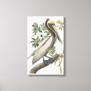  Audubon Bruin Pelikaan Kunst Canvas Afdruk