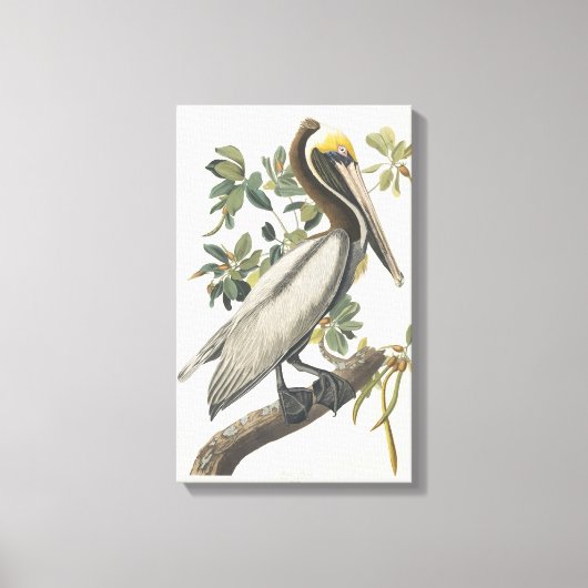 Audubon Bruin Pelikaan Kunst Canvas Afdruk (Voorkant)