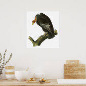 Audubon California Condor Poster (Keuken)