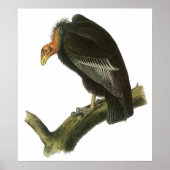 Audubon California Condor Poster (Voorkant)
