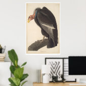 Audubon California Vulture (2609A) Poster (Thuiskantoor)