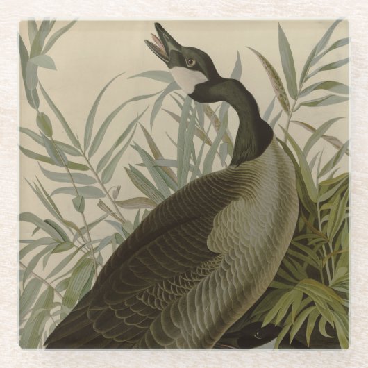 Audubon Canada Goose Wildlife Bird Glazen Onderzetter (Voorkant)