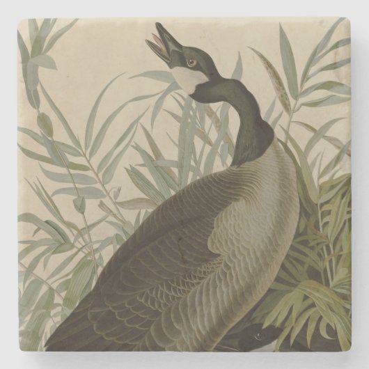 Audubon Canada Goose Wildlife Bird Stenen Onderzetter (Voorkant)