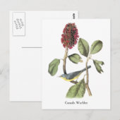 Audubon Canada Warbler Briefkaart (Voorkant / Achterkant)
