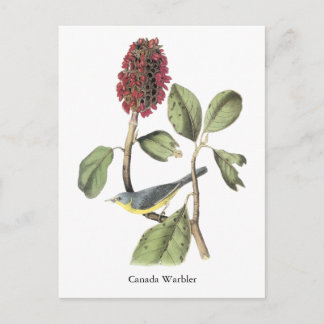 Audubon Canada Warbler Briefkaart