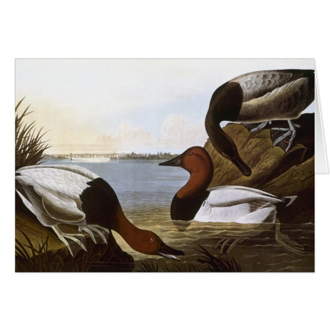 Audubon: Canvasback (Voorkant Horizontaal)